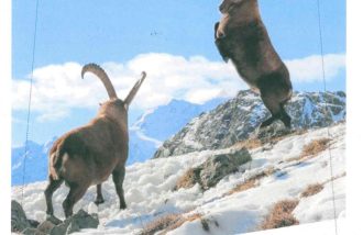 Exposition : Le bouquetin des Alpes, mieux connaître pour mieux protéger