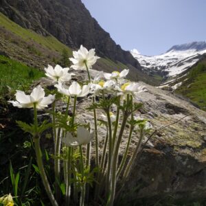 Pulsatilla delle Alpi sullo sfondo del circo di Chargès