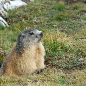 Marmotta