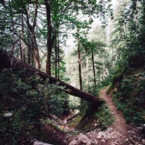Trail-8km-Aiguilles trail SP